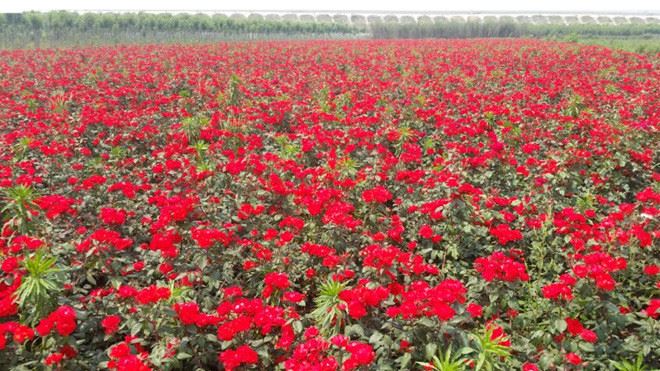 月季花苗扦插苗地栽苗盆栽北京紅豐花月季觀(guān)花類(lèi)家庭園藝綠化工程