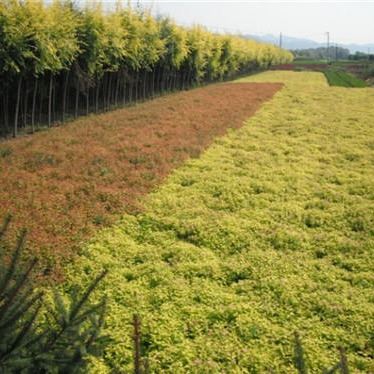 批發(fā)金焰繡線菊 遼寧金山繡線菊 金葉蕕價(jià)格