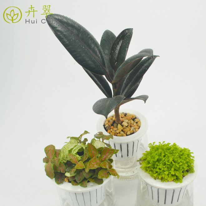 基地直供 室內綠植盆栽 水培盆玻璃瓶黑金剛金絲雀網紋草一件代發