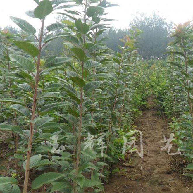 基地批发腊梅小苗 蜡梅 观赏花卉 腊梅盆景 常年出售大量腊梅苗