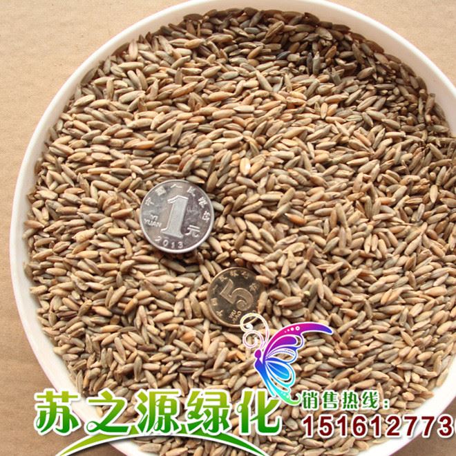 冬牧70黑麥草種子冬牧70一年生多年生高丹草紫花苜蓿牧草種子