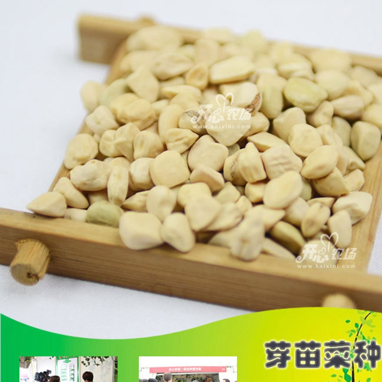 松柳种子芽苗菜种植基地专用无土栽培大棚庭院屋顶阳台纸上种菜