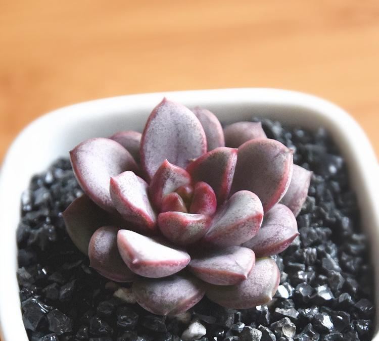 百名卉 红葡萄 多肉植物 盆栽 阳台兴趣盆栽植物室内净化空气花卉