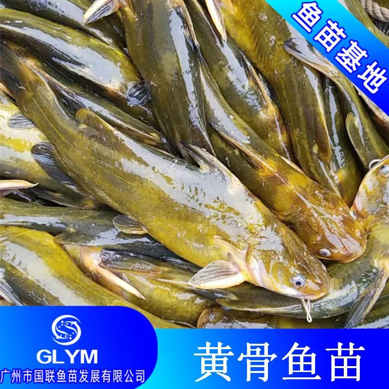 水庫網(wǎng)箱養(yǎng)殖品種 黃顙魚魚苗 黃骨魚苗水花 寸苗供應(yīng)黃丫頭魚苗 黃刺骨魚苗