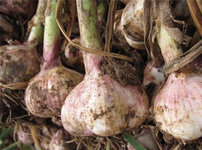 2016年新鲜大蒜头农家自种嫩鲜蒜新鲜独蒜蒜头蔬菜