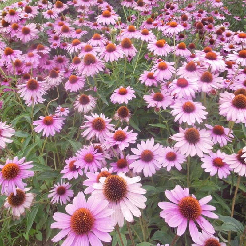 批發(fā)紫松果菊種子紫錐花種子 宿根多年生花海景觀工程綠化草花種子易活