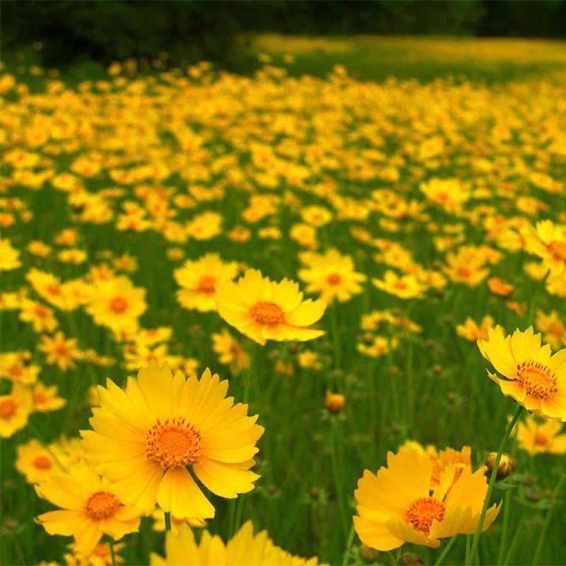 批發(fā)零售多年生大花金雞菊種子 四季易播速生菊花籽景觀(guān)花卉種子花海