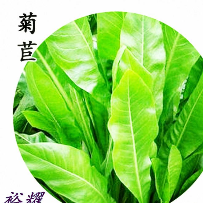 批發(fā)將軍菊苣種籽 牧草種籽 耐寒耐旱 雞鴨鵝豬牛羊喜食牧草