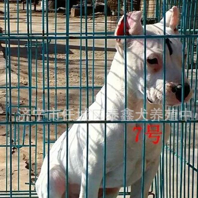 小杜高犬幼犬 賣的幼年的杜高犬有