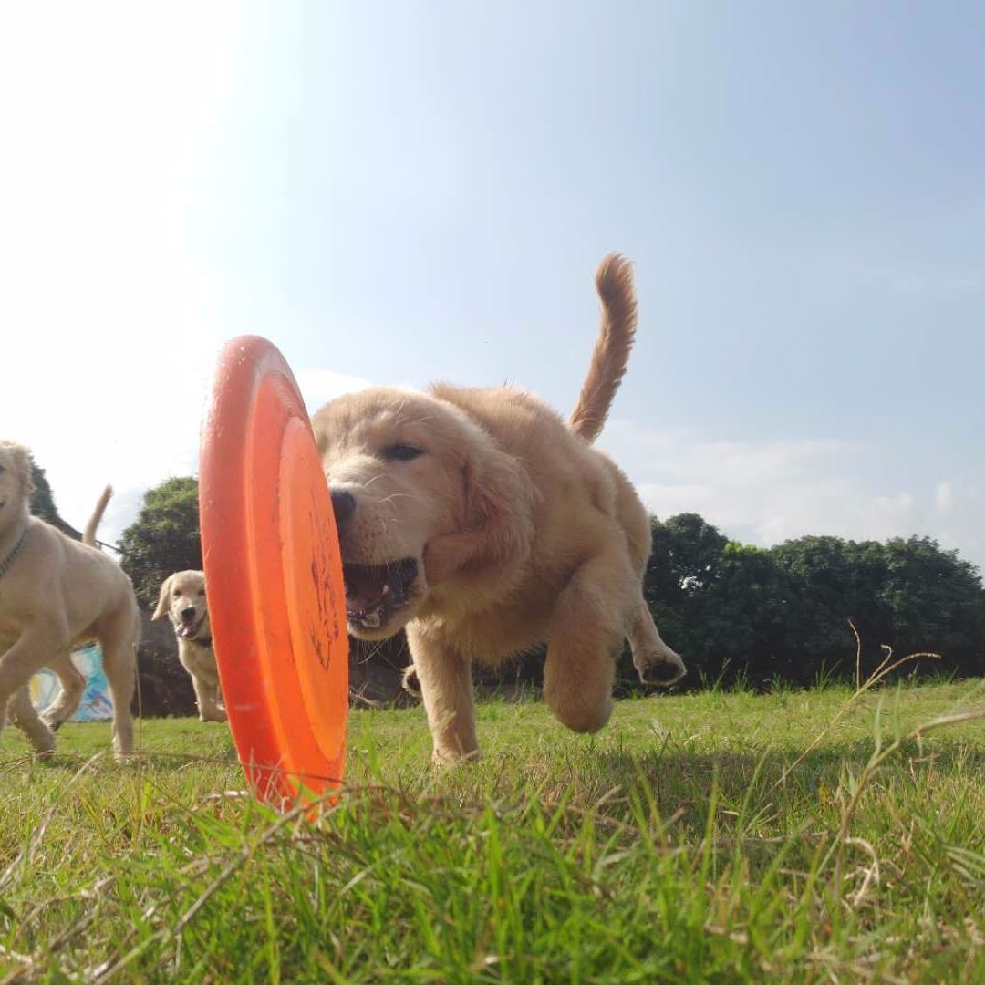 深圳訓(xùn)犬基地