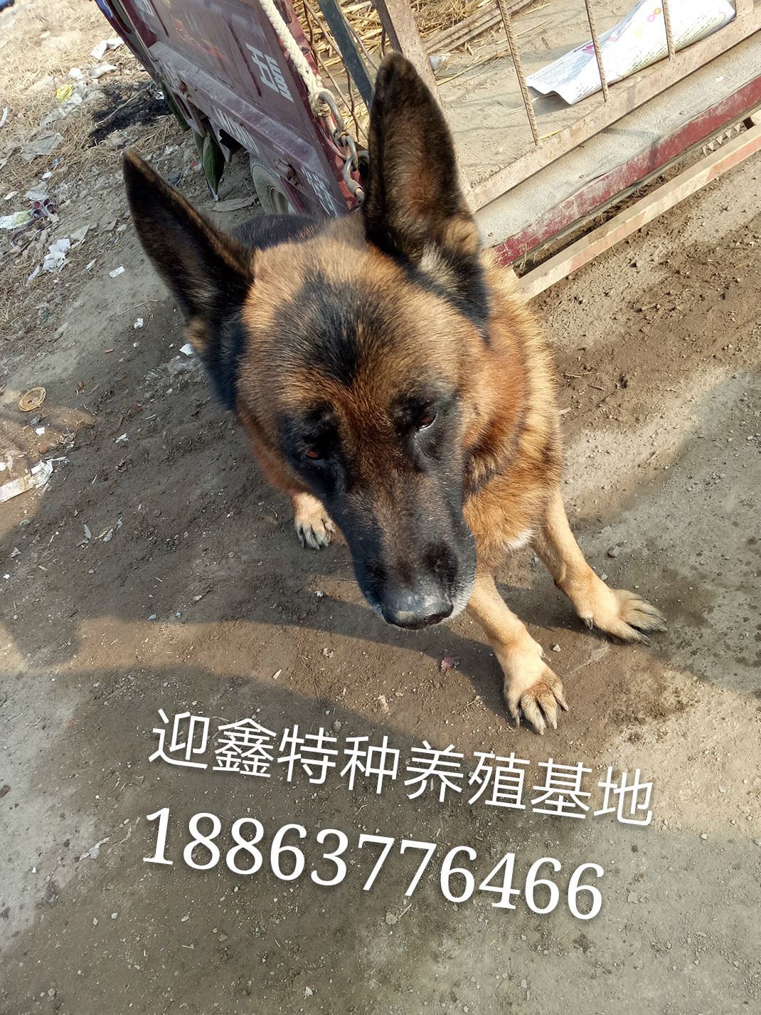 常年出售 邊境牧羊犬 邊牧幼崽 血統(tǒng)邊牧犬 邊牧