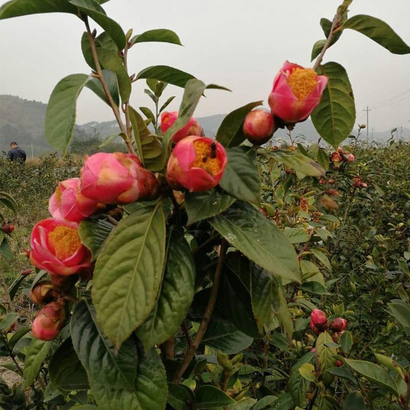 天綠油茶樹苗茶油苗基地大量批發(fā)矮化大果紅花油茶苗發(fā)源地發(fā)貨品種