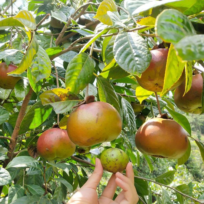 天綠紅花油茶苗兩年嫁接苗廣西大量供應(yīng)茶籽樹大果油茶樹苗