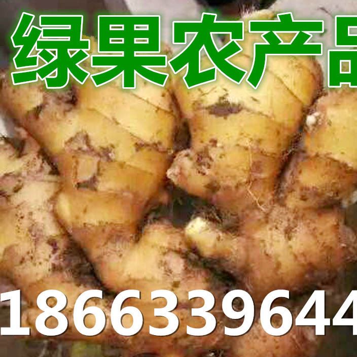 山東生姜出售 老姜 小黃姜 大黃姜 鮮姜批發(fā)價格 自產自銷