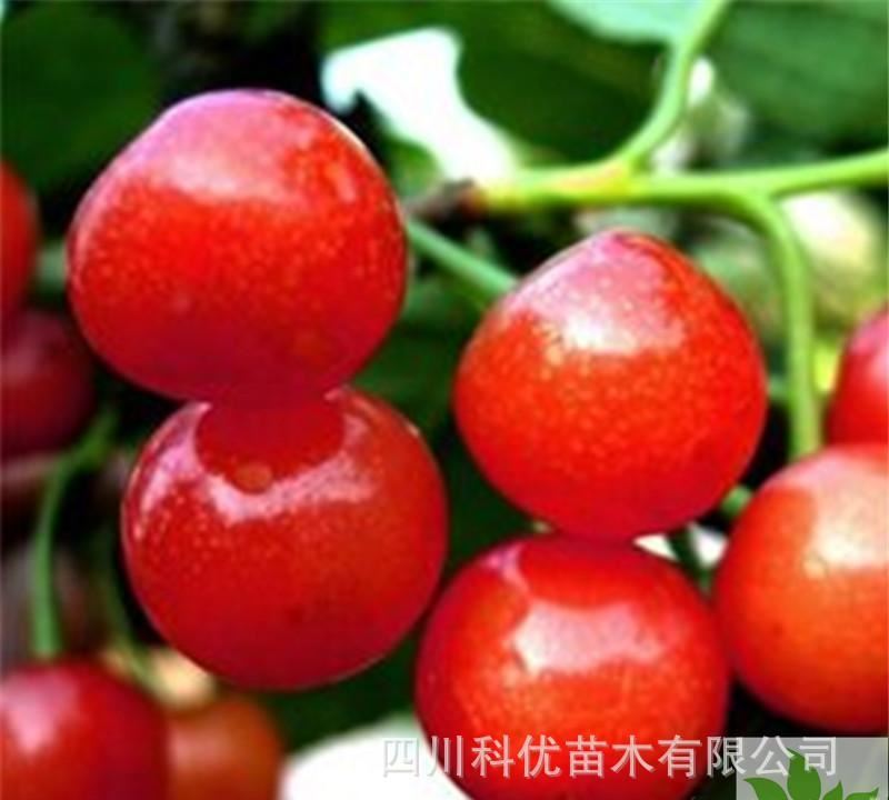 黑珍珠櫻桃苗 四川科優苗木培育基地 櫻桃苗批發 苗
