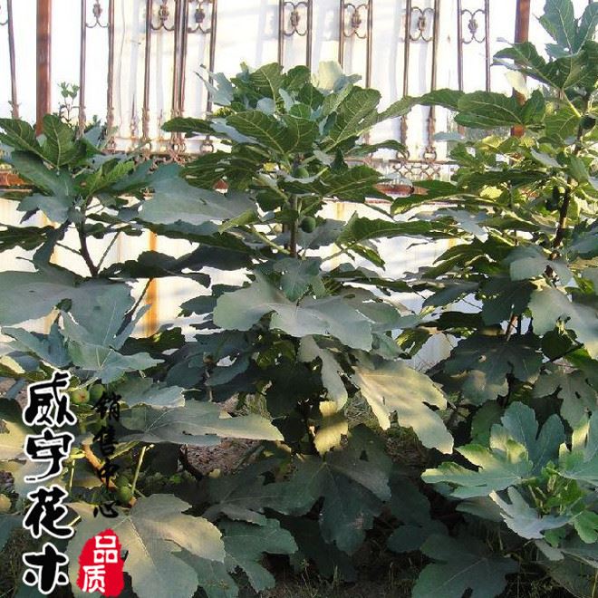 無花果樹苗 品種 大量出售無花果苗 品種質(zhì)量