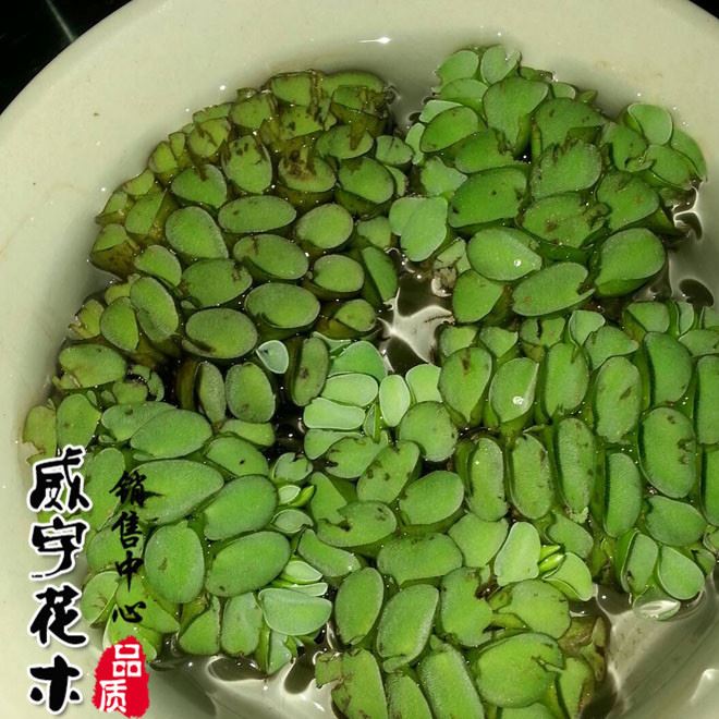 批發(fā)水生植物 槐葉萍 水生花卉漂浮植物 水面綠化污水 活體水草