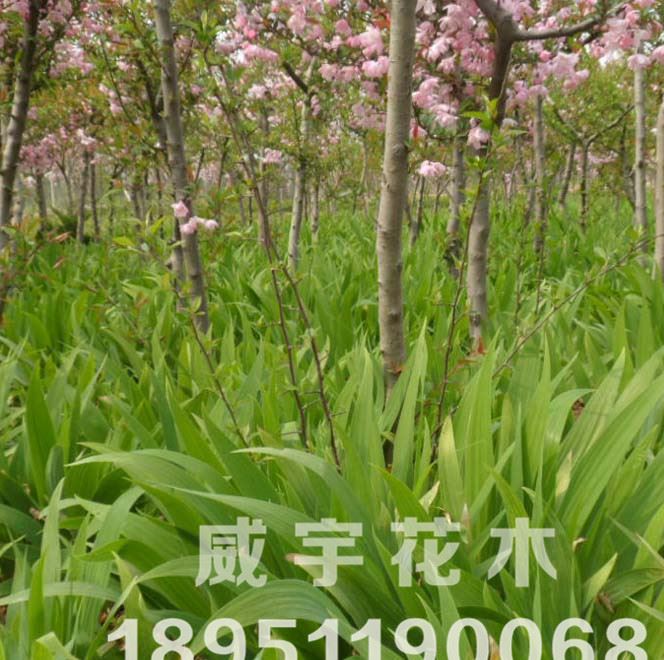 供應各種工程綠化  基地直銷 水生植物鳶尾  量大優(yōu)惠