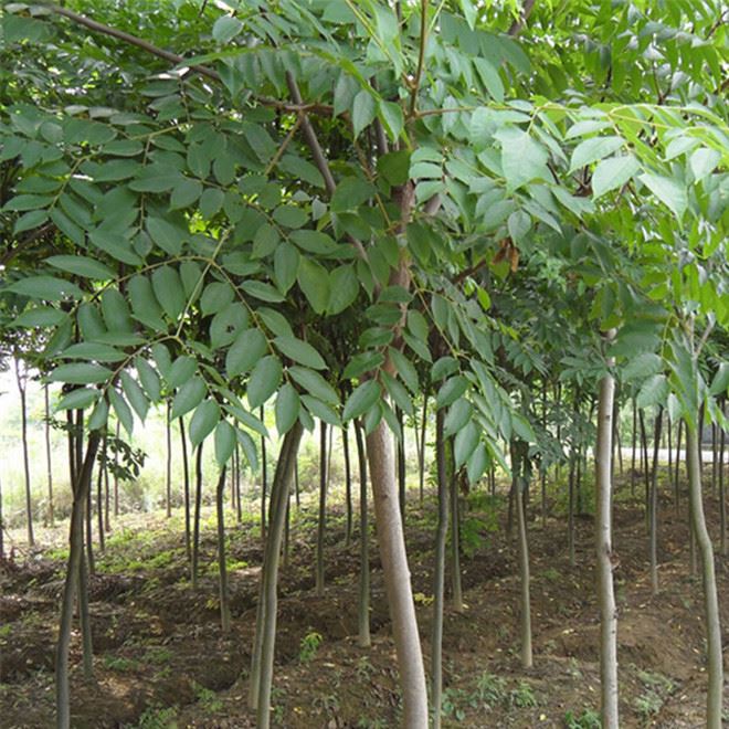 基地批发栾树苗栾树小苗规格全北栾黄山栾树品种量大优惠