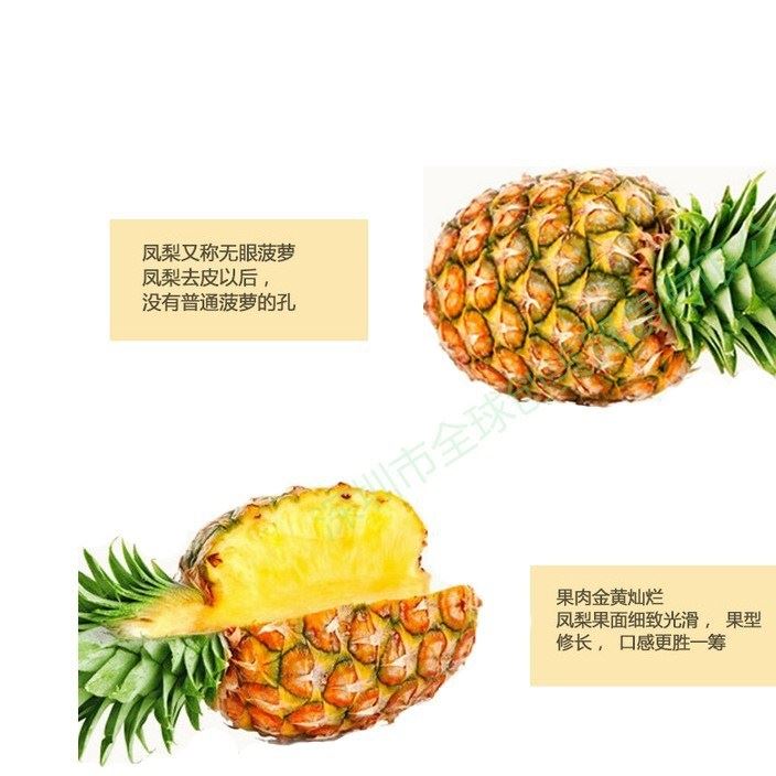 湛江徐聞現(xiàn)摘新鮮熱帶自然熟鳳梨水果香甜 現(xiàn)摘菠蘿5斤裝 包郵