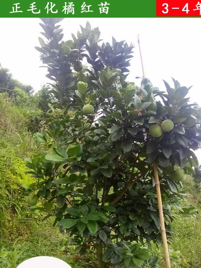 原产地化州橘红苗正毛化橘红树苗中药材果苗