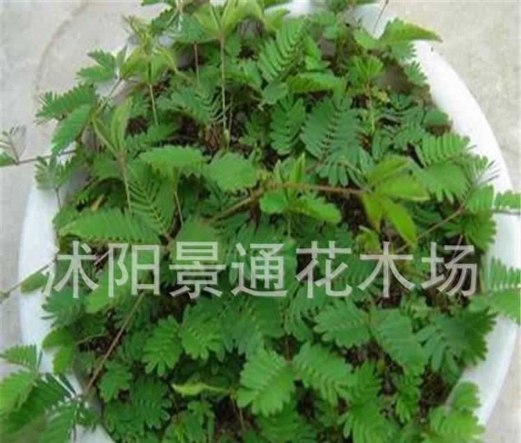 花卉種子香草植物 含羞草種子 害羞草 新奇植物 室內(nèi)陽臺必備