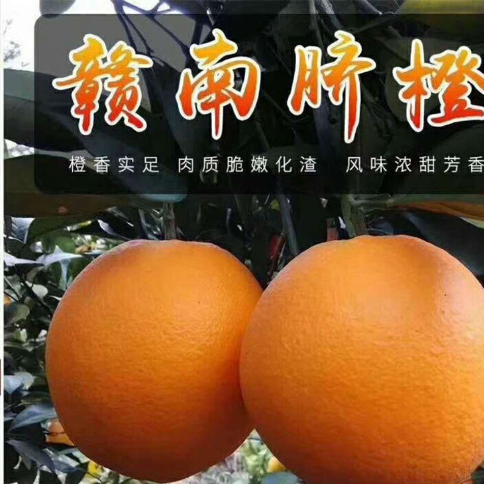 贛南臍橙 江西特產新鮮水果橙子 5斤珍珠橙一件代發 9省包郵