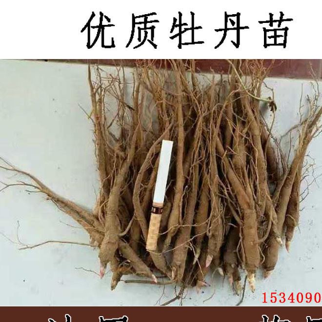 牡丹苗  一年生種苗盆栽觀賞牡丹花 油用牡丹苗木批發(fā)