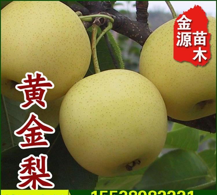 新品种黄金梨树苗 供应易成活黄金梨树苗 苗木种植基地