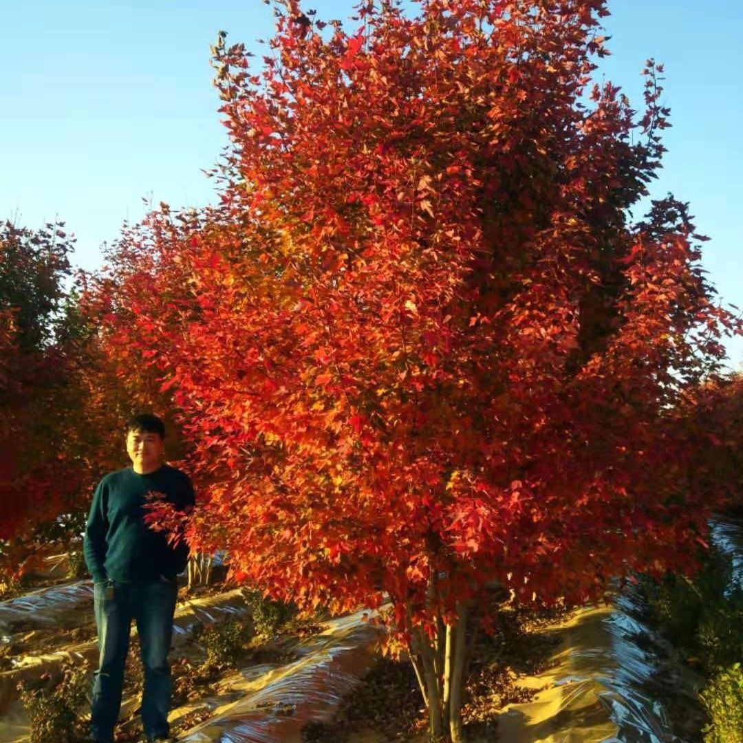 泰安東楓園林叢生紅點紅楓基地，自產自銷，萬畝種植，品種，成活率高歡迎選購