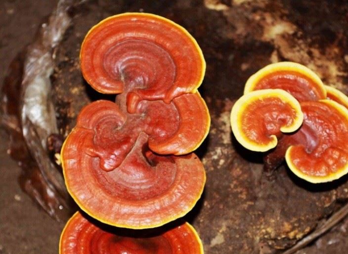 供應云南野生山靈芝 野生赤靈芝 基地直銷 一件代發