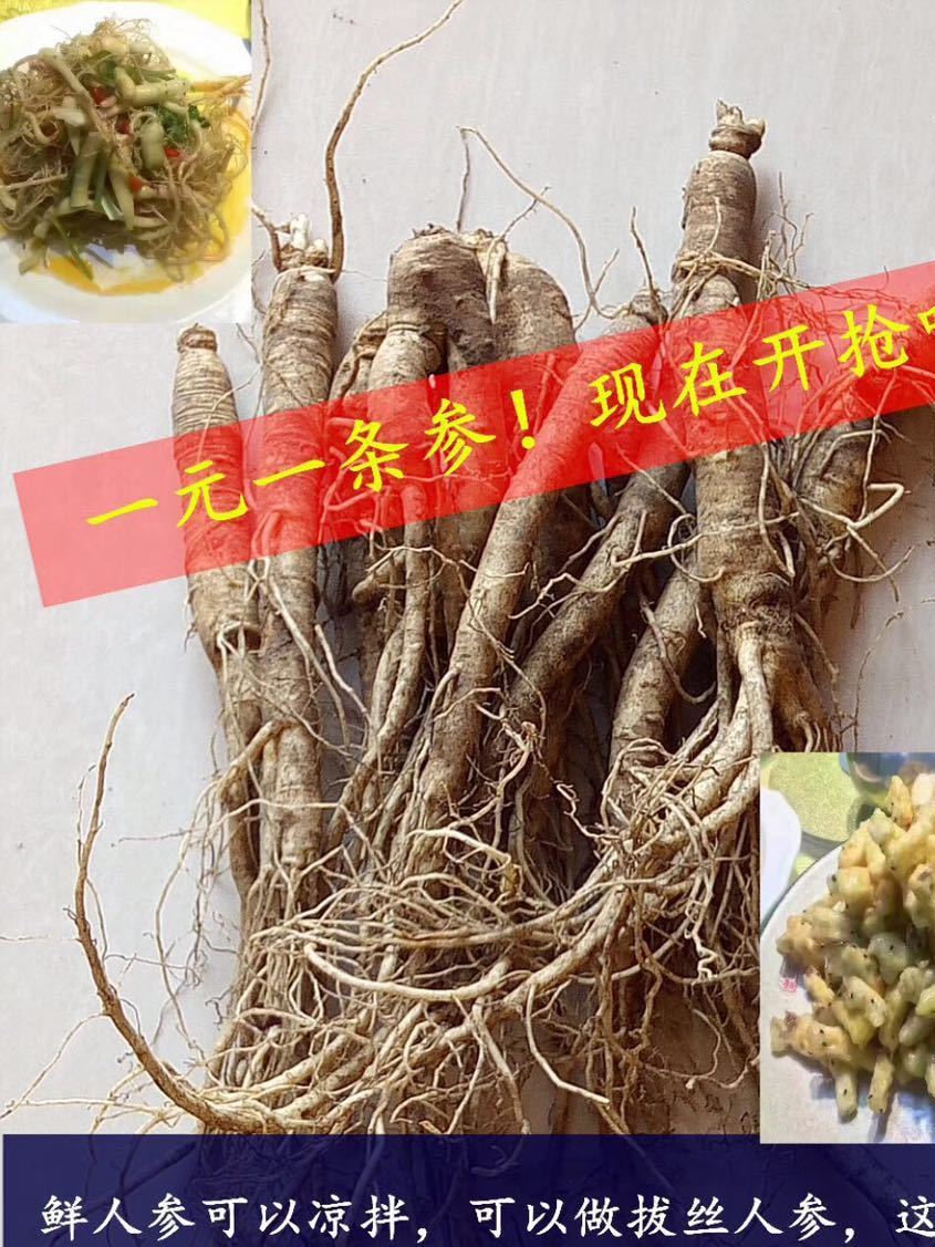 一元一條參  東北吉林鮮人參批發(fā)，單只，水參，滋補(bǔ)送禮
