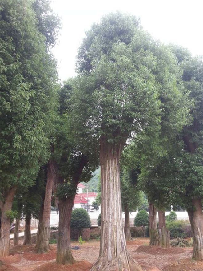 工程綠化苗木 移栽 香樟樹 叢生香樟 湖南香樟種植基地量大從優(yōu)