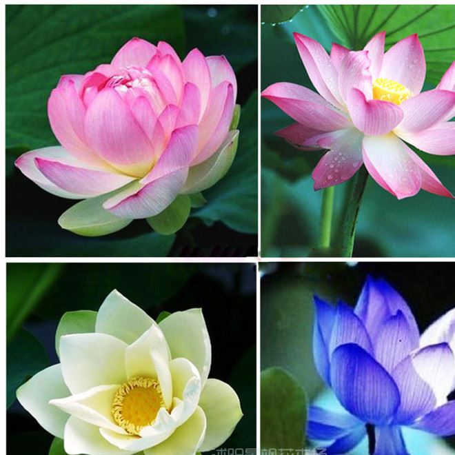 批發(fā)水生植物 凈化水源 荷花種藕 池塘綠化 顏色 當(dāng)年開花