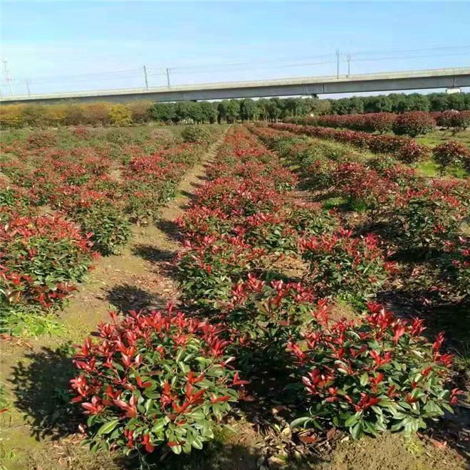 批发红叶石楠球基地直销 红叶石楠球树苗 规格 红叶石楠