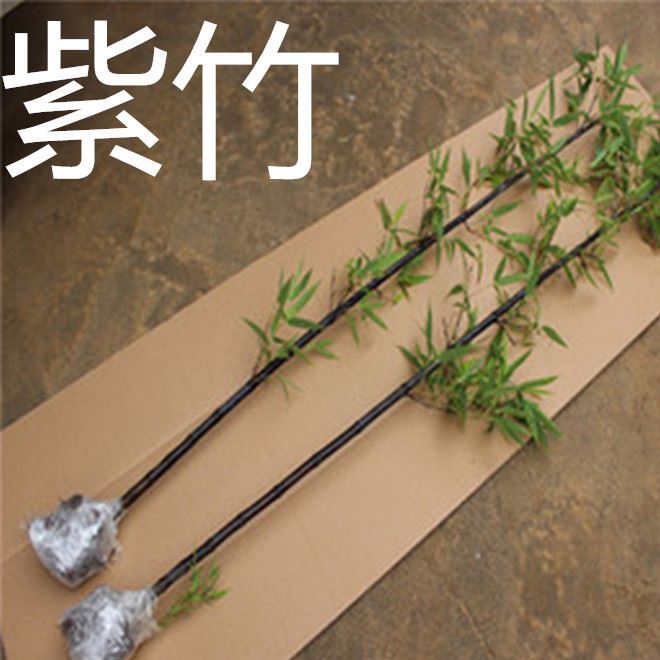 庭院种植观赏绿化植物紫竹苗青竹苗金镶玉竹子苗黄金竹佛肚竹盆栽