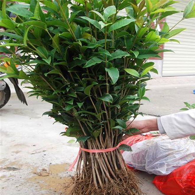 批发桂花小苗 四季桂树苗 四季开花 花期长 花香浓庭院美化年苗