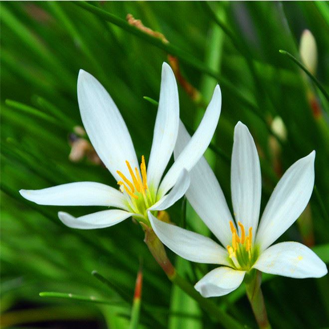 低价批发 葱兰苗 葱兰草葱兰花盆栽葱兰花 观花植物 阳台盆栽