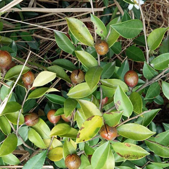 深山溝野生茶樹(shù)自采自榨 有機(jī)山茶油