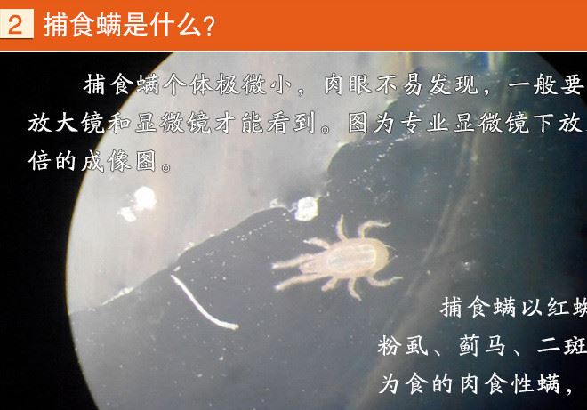 捕食螨 生物 以蟲治蟲 舉報(bào)