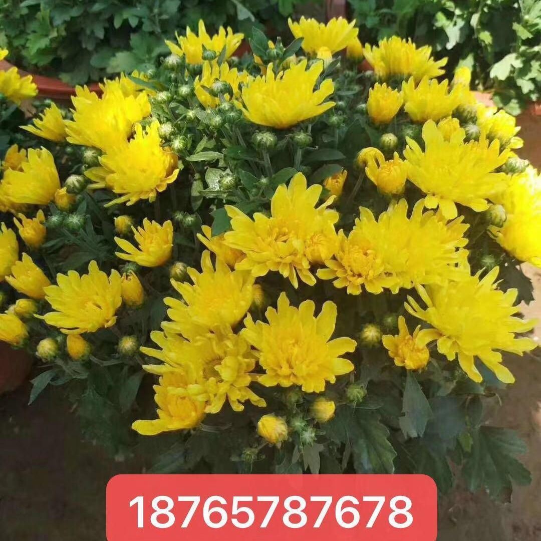 國(guó)慶菊 千頭菊 大菊花 草花批發(fā)  工程苗 工程國(guó)慶菊 量大優(yōu)惠