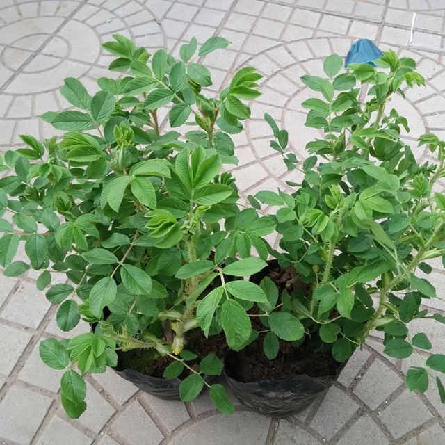 盆景 玫瑰盆栽 玫瑰花苗批發(fā) 觀花型花卉基地大批量批發(fā)