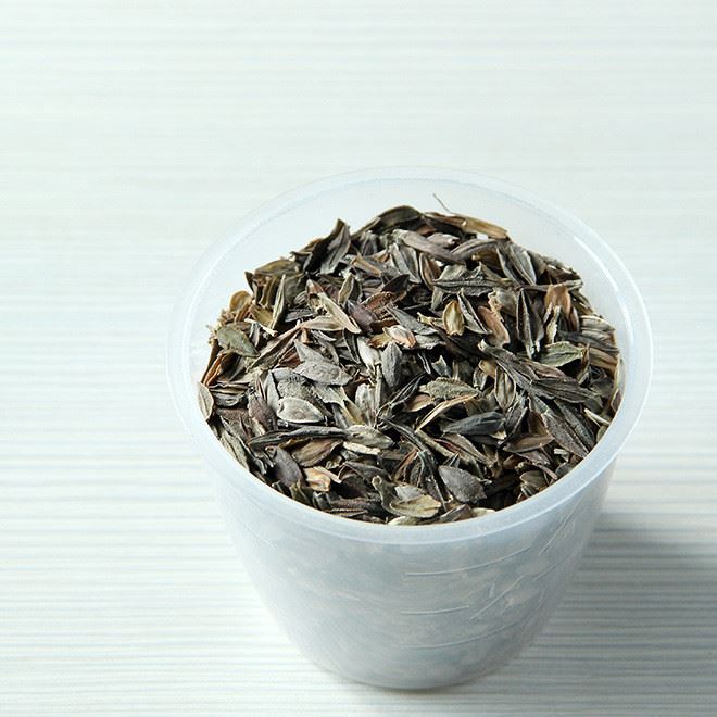 低價批發花海草花種子 百日草種子 品種全質量 矮桿百日草