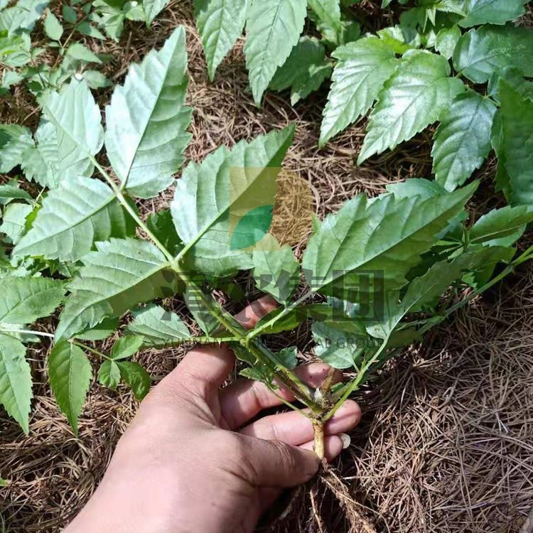 刺老包苗 大量供應刺老包種苗 基地現(xiàn)采現(xiàn)發(fā) 刺龍芽 刺老包種植 刺老包種苗價格