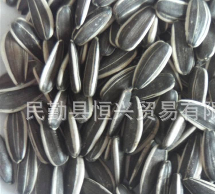 供應(yīng)美葵瓜籽、供應(yīng)美葵5009、363出口葵花籽sunflower seeds