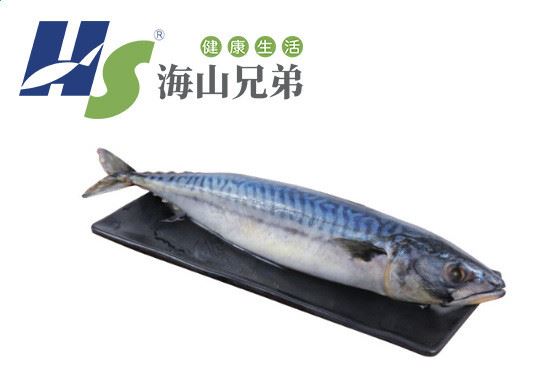 海鮮挪威青花魚(yú) 鯖魚(yú) 醋青魚(yú) 青花魚(yú) 料理食材冷凍魚(yú)