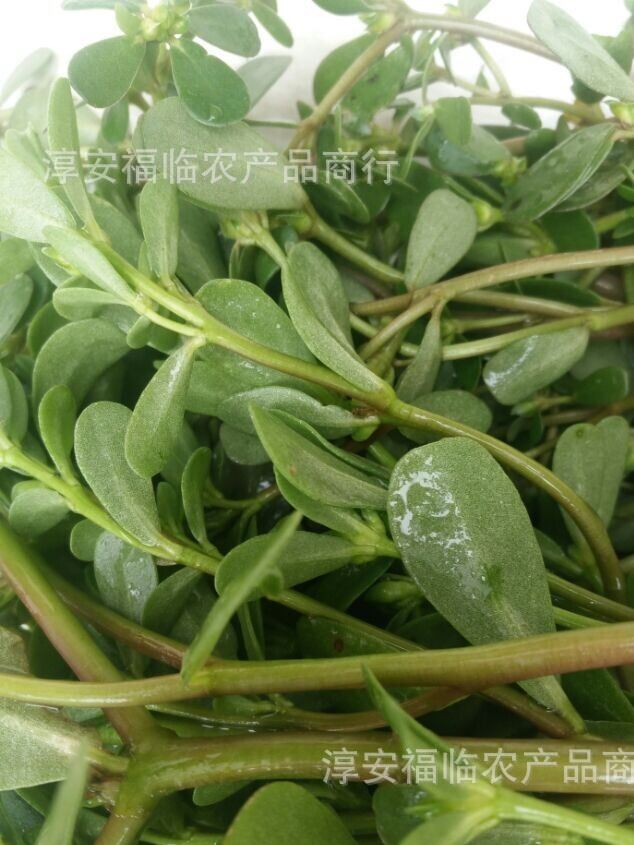 批發(fā)250g新鮮野生蔬菜山野菜馬齒筧 植物原藥材清熱利濕馬齒筧