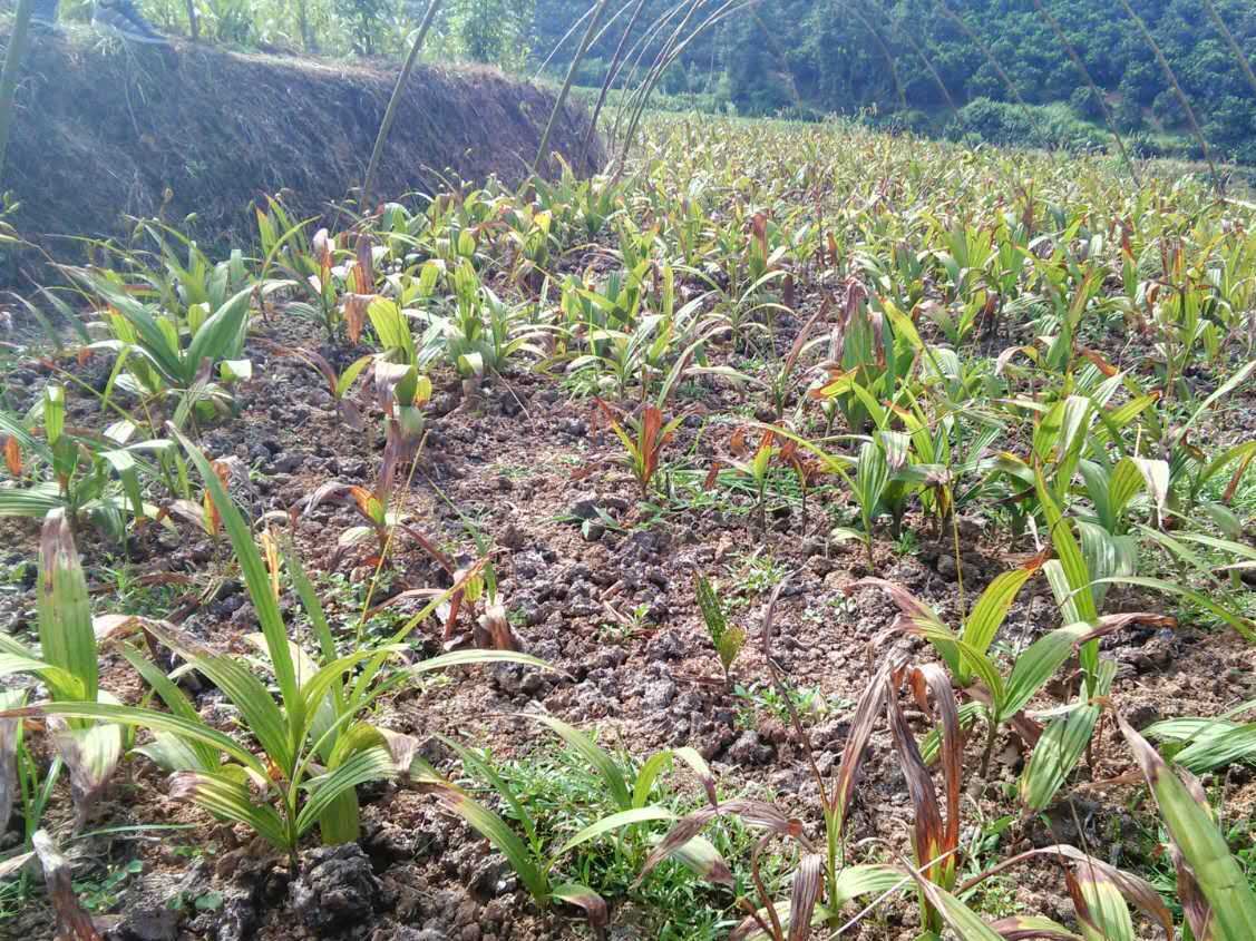 廠家直銷 白芨苗 1000苗種植 量多誠招全國農戶加盟