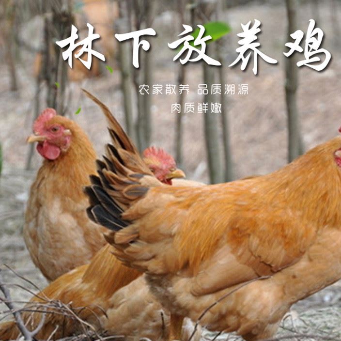 松樹林放養(yǎng)雞 云南高原林間放養(yǎng)土雞 肉質嫩滑健壯質優(yōu)散養(yǎng)土雞