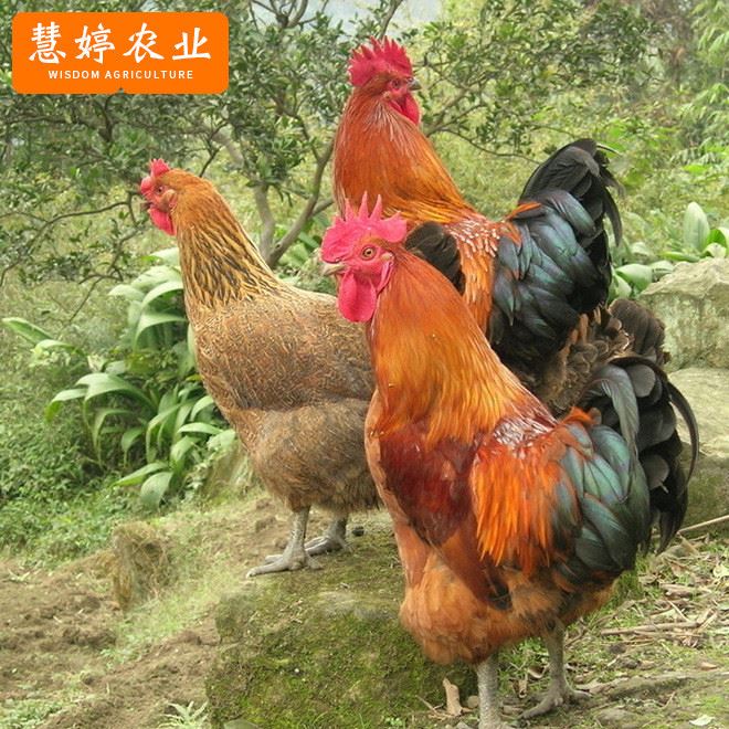 原生態(tài)散養(yǎng)土雞批發(fā) 草雞農(nóng)家散養(yǎng)母雞 下蛋雞 農(nóng)家養(yǎng)殖家禽